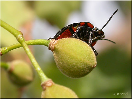 Punaise rouge, Pyrrhocoris apterus