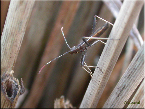 Micrelytra fossularum