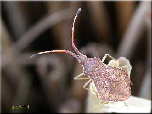 Syromastus rhombeus, Punaise en losange