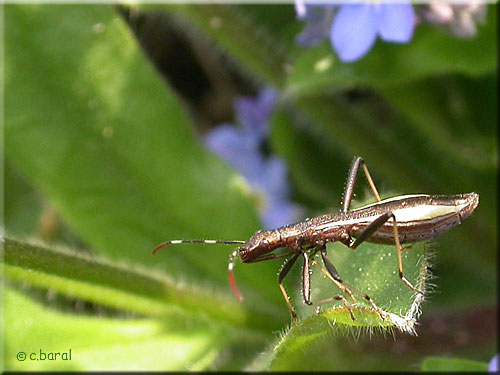 Micrelytra fossularum Micrelytra fossularum