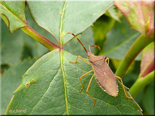 Gonocerus acuteangulatus, Punaise des noisettes ou Gonocère Gonocerus acuteangulatus, Punaise des noisettes ou Gonocère