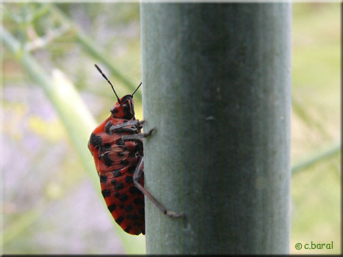 Face ventrale de Graphosoma italicum