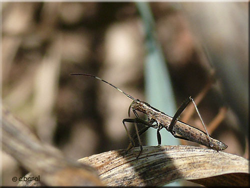 Micrelytra fossularum Micrelytra fossularum