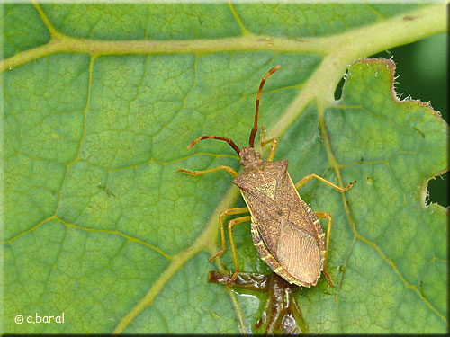 Punaise des noisettes ou Gonocère, Gonocerus acuteangulatus Punaise des noisettes ou Gonocère, Gonocerus acuteangulatus
