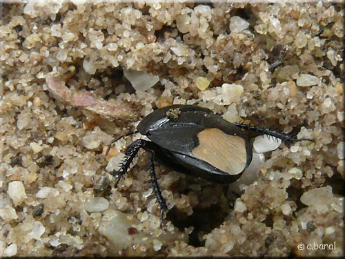 Cydnus aterrimus Cydnus aterrimus