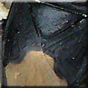 Cydnus aterrimus