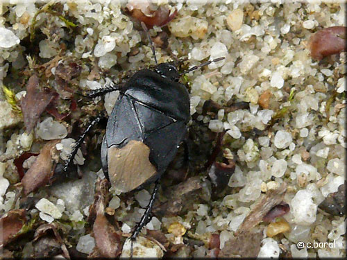 Cydnus aterrimus Punaise Cydnus aterrimus