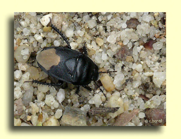 Cydnus aterrimus