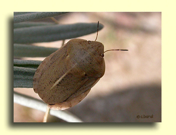 Eurygaster austriaca