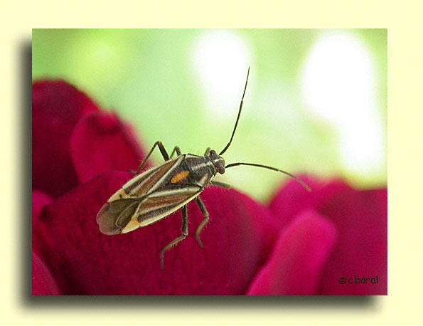 Horistus orientalis