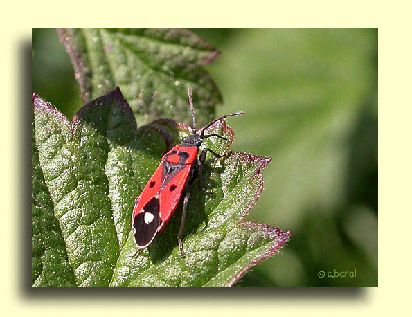 Melanocoryphus albomaculatus