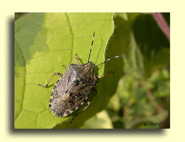Rhaphigaster nebulosa, Punaise grise ou Punaise nébuleuse