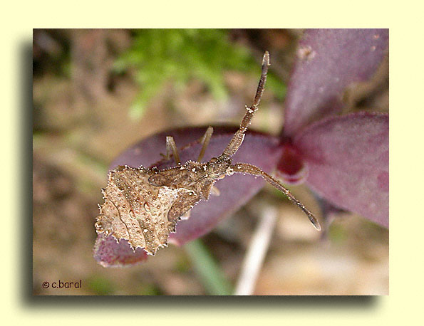 Syromastus rhombeus (larve)