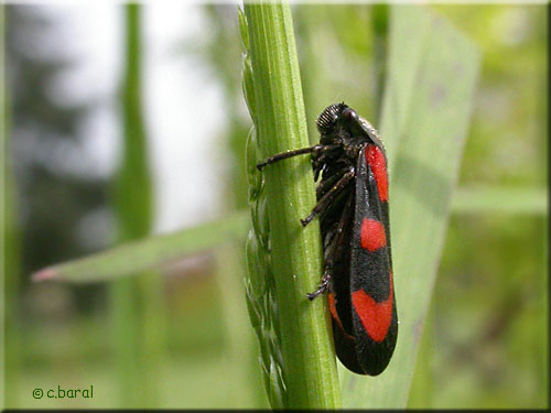 Cercopis vulnerata, Cercope sanguin