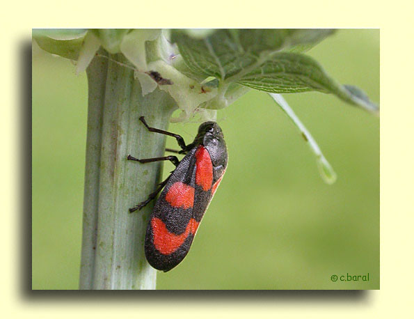 Cercopis vulnerata, Cercope sanguin