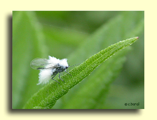 Phyllaphis fagi, Puceron lanigère du hêtre