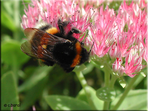 Bombus terrestris, Bourdon terrestre