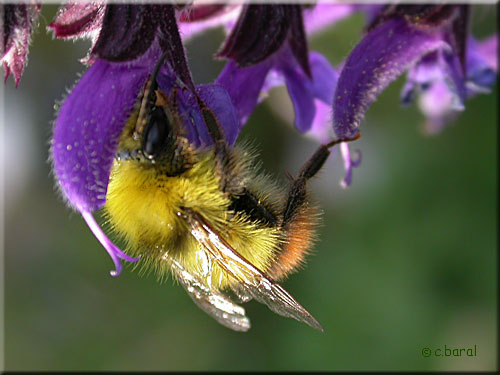 Bombus pratorum, Bourdon des prs
