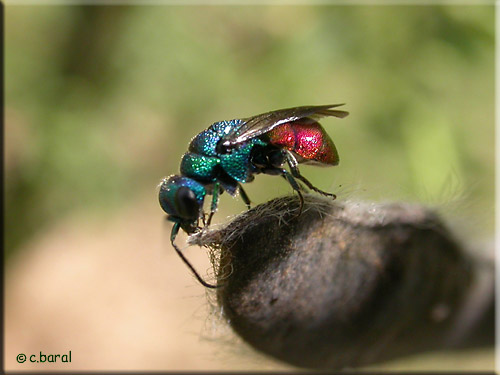 Chryside, Chrysis