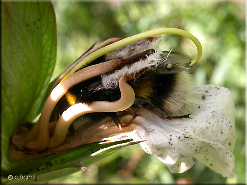 Bombus terrestris, Bourdon terrestre