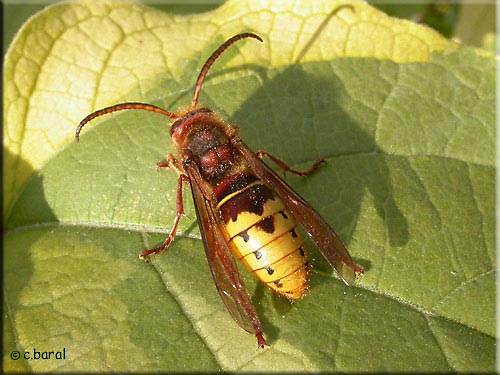 Frelon mâle, Vespa crabo