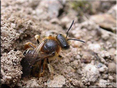 Halictus sp, Halicte Halictus sp, Halicte