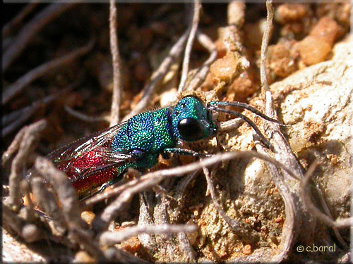 Chrysis sp