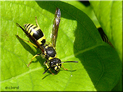 Guêpe maçonne, Ancistrocerus sp Guêpe maçonne, Ancistrocerus sp
