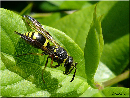 Ancistrocerus sp, Guêpe maçonne, Odynère Ancistrocerus sp, Guêpe maçonne, Odynère