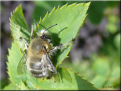 Anthophore à pattes plumeuses - Anthophora plumipes mâle Anthophore à pattes plumeuses - Anthophora plumipes