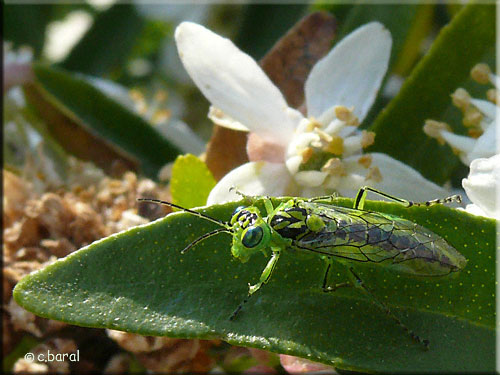 Rhogogaster viridis, Tenthrde verte