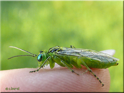 Tenthrède verte, Rhogogaster viridis