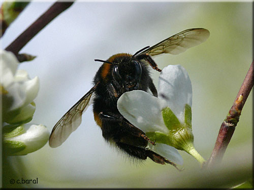 Bourdon terrestre, Bombus terrestris