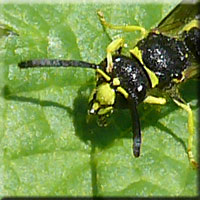 Les Ancistrocerus mâles ont le clypeus tout jaune, Ancistrocerus mâle