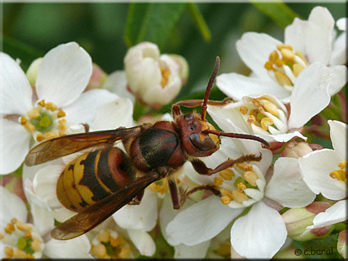 Femelle Vespa crabo, Frelon