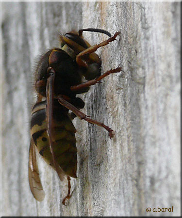 Jeune reine Guêpe des buissons, Dolichovespula media Reine Guêpe des buissons, Dolichovespula media