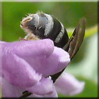 Sillon abdominal des Halictidae femelles Sillon abdominal des Halictidae femelles