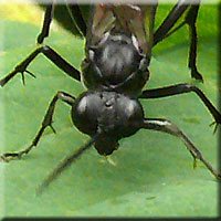 Face de Macrophya blanda