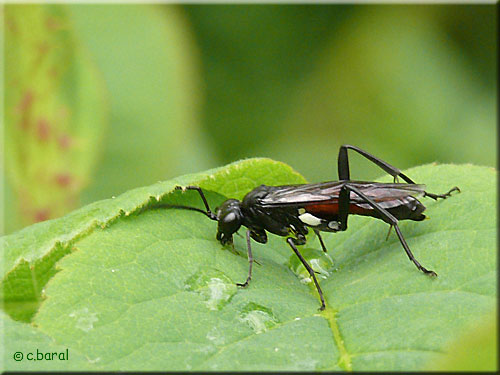 Macrophya blanda