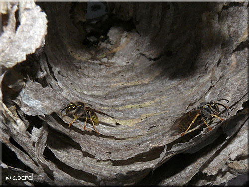 Intérieur du nid de Dolichovespula media Intérieur du nid de Dolichovespula media