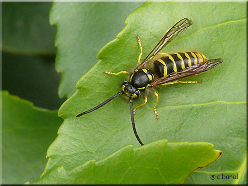 Mâle Dolichovespula media