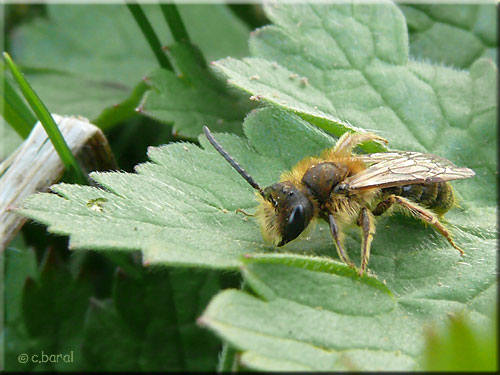 Nervure basale coudée de l'Halicte Halicte, Halictus sp