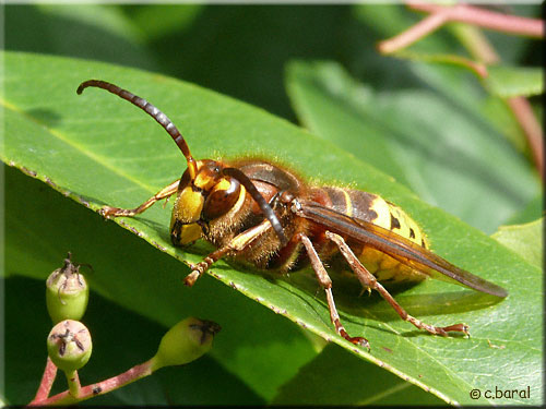 Frelon mâle