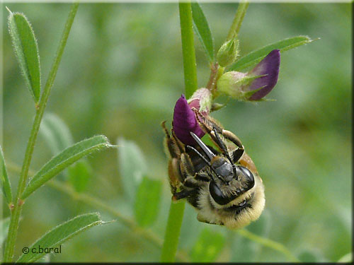 Face d'une femelle Eucera sp Face d'une femelle Eucera sp