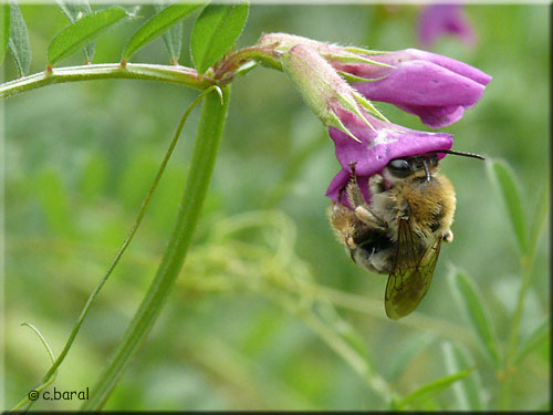 Femelle Eucera Femelle Eucera