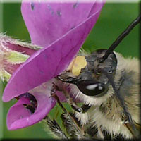 Face d'Eucera nigrescens mâle Face d'Eucera nigrescens mâle