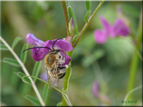 Eucera nigrescens mâle, Abeille à longues antennes Eucera nigrescens mâle