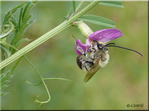 Eucera nigrescens mâle, Abeille à longues antennes Eucera nigrescens mâle