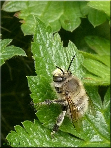 Anthophore à pattes plumeuses - Anthophora plumipes mâle Anthophore à pattes plumeuses - Anthophora plumipes