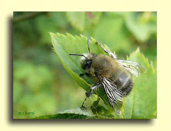 Anthophora plumipes, Anthophore  pattes plumeuses